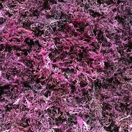 Dried Pink Seamoss image 0